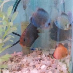 Acuario La Ballena Azul en Guadalajara (Blanco Y Cuellar) - Horario de apertura
