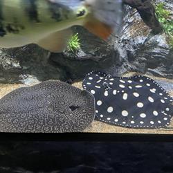 La Casa De Los Peces en Ciudad de México (Del Valle Centro) - Horario de apertura