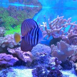 Acuario Aqua Pets en Puebla (El Cerrito) - Horario de apertura