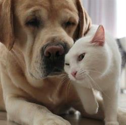 Clinica Veterinaria San Francisco en Acapulco de Juárez (Costa Azul) - Horario de apertura
