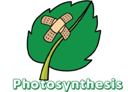 Photosynthesis en Chalco de Díaz Covarrubias (Parque Industrial Chalco) - Horario de apertura