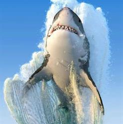 Horario de apertura Pescadería El Gran Tiburón Blanco, Xalapa Enríquez