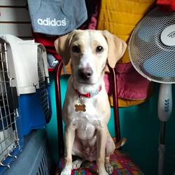 Horario de apertura Pet Planet Consultorio Veterinario, Ciudad Nezahualcóyotl