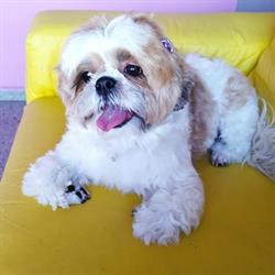 Bella pet en Durango (Esperanza) - Horario de apertura