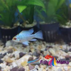 Acuario Fish Mania en Xalapa Enríquez (Progreso Macuiltepetl) - Horario de apertura