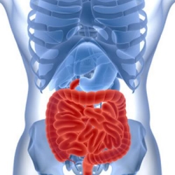 GASTROENTEROLOGOS EN PUEBLA en Puebla (Puebla) - Horario de apertura