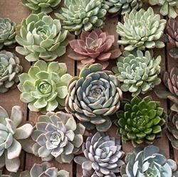 Horario de apertura Vivero San Francisco, Villa de Álvarez