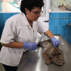 clinica de especialidades y cirugía veterinaria, bienestar animal en Puebla (San Francisco Totimehuacan) - Horario de apertura