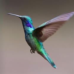 Horario de apertura Mercería y bonetería Colibrí, Ciudad de México