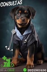 Consultorio Veterinario De La Cruz en Villahermosa (Mayito) - Horario de apertura