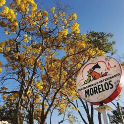 Centro Médico Veterinario Morelos en Tequesquitengo (Tequesquitengo) - Horario de apertura