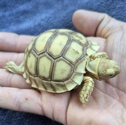 Acuario Triton en Toluca de Lerdo (Américas) - Horario de apertura