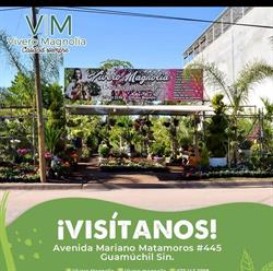 Horario de apertura Vivero Magnolia, Guamúchil