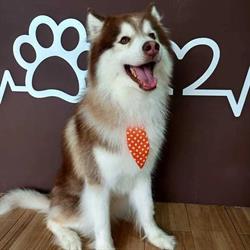 Siberians Clínica Veterinaria en Monterrey (Las Cumbres) - Horario de apertura