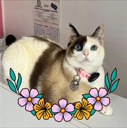Horario de apertura Veterinaria La Mascota Maja, Querétaro