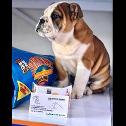 Cuidado Animal Profesional de Bandera en Puebla (Lomas De Castillotla) - Horario de apertura